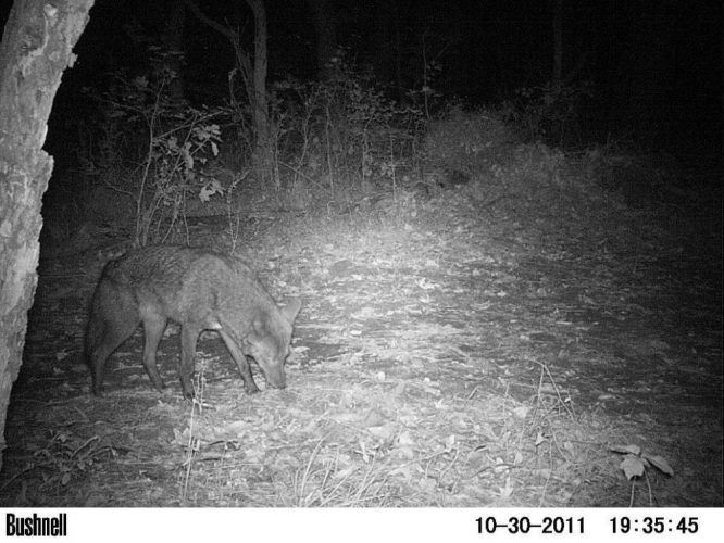This picture of a coyote was captured by Rob Ling's game camera in 2011. (file photo)
