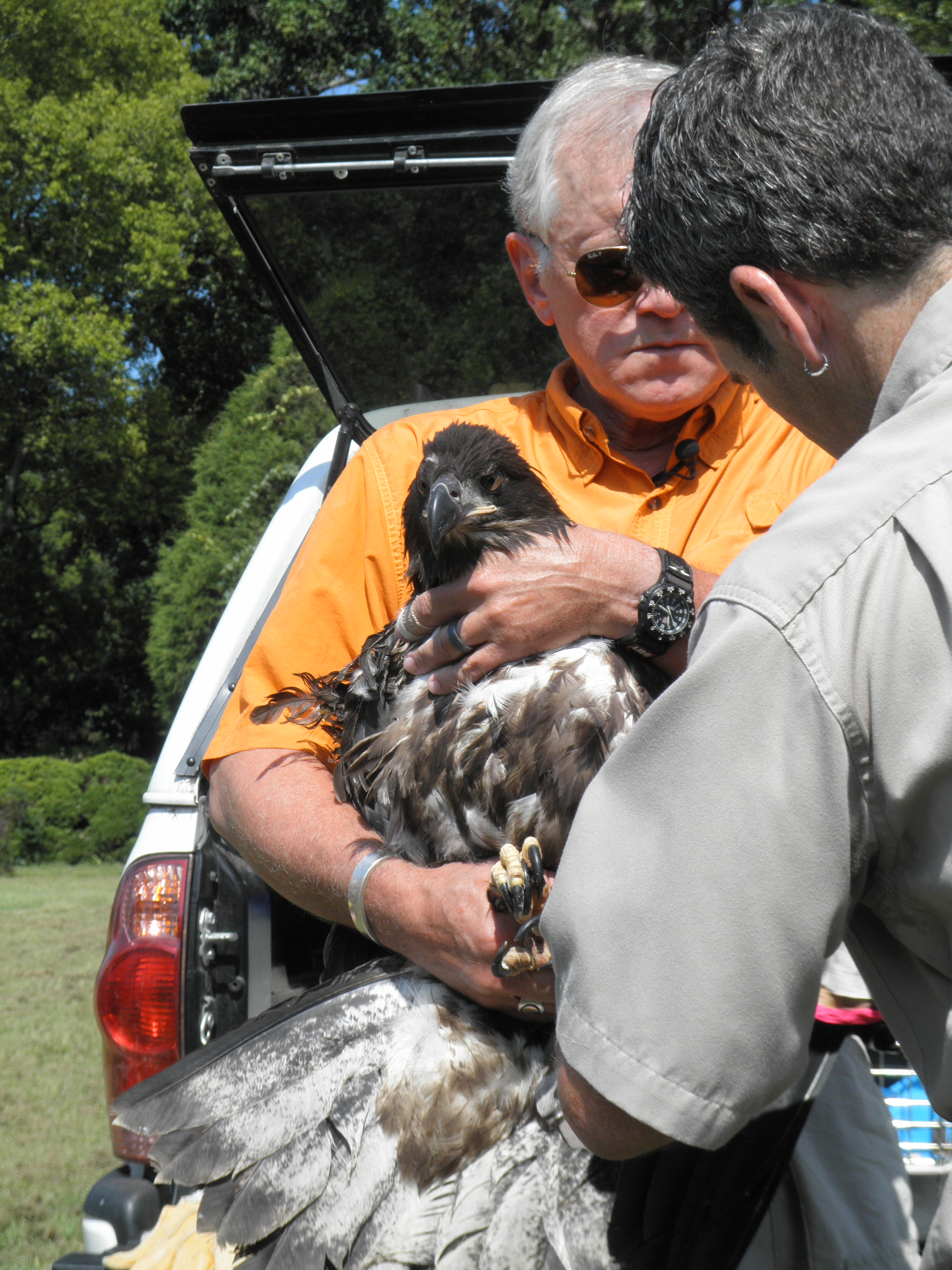 Wildlife Center of Virginia Present Edward Clark holds the eaglet as her bumpers are removed. (Photo by Brittany Voll/WYDaily)