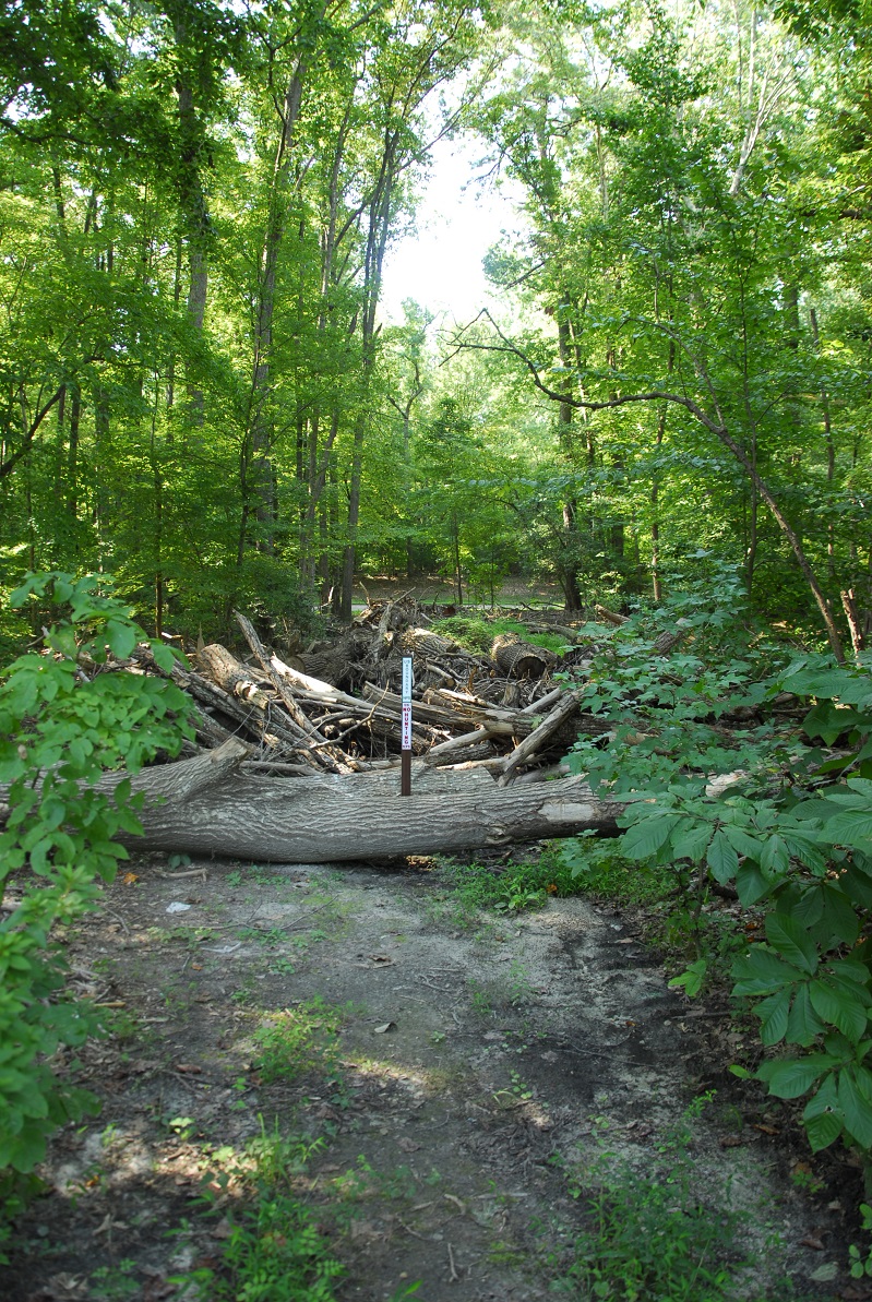 This path has linked Queens Lake to the Colonial Parkway for years. The National Park Service deposited this tree debris on the path after learning that someone had tried to widen the path. The residents of Queens Creek oppose the placement of the debris. (Gregory Connolly/WYDaily)