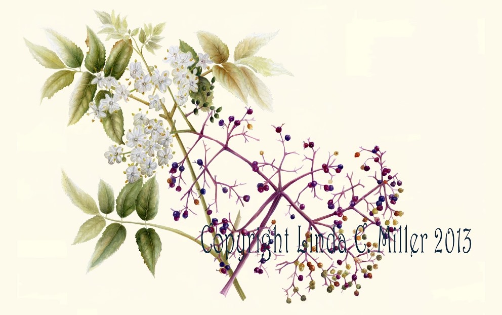 "Berries for Nana's Jam," an Elderberry painting by Linda Miller. (Photo courtesy Linda Miller)