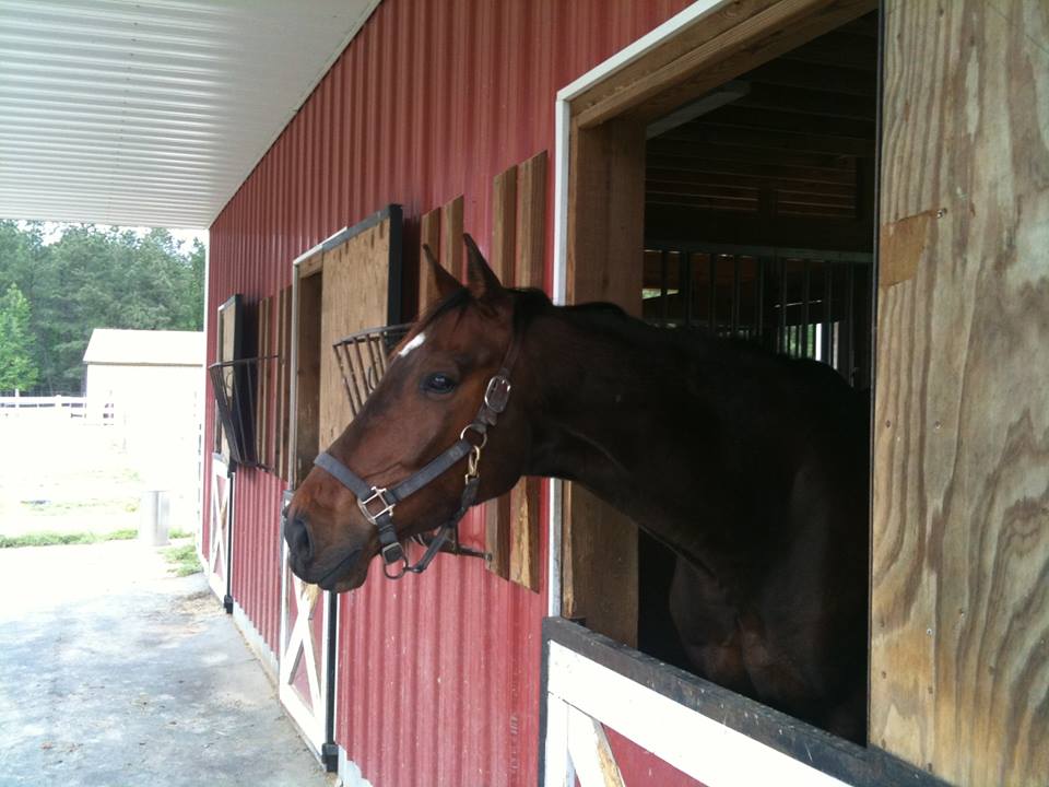 Windchill, who answers to the nickname "Jos," was stolen from his stall at a Toano barn sometime Thursday morning. He has since been returned to hsi owners. (Photo courtesy Marianne Bobskill)