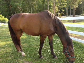 Anyone with information on the horse's whereabouts is asked to call Crimeline at 888-LOCK-U-UP (888-562-5887)