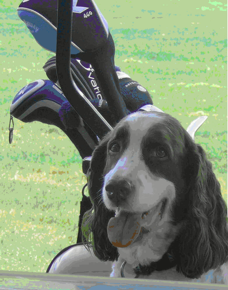 A photo of an English Springer Spaniel. (Photo courtesy MAESSR)