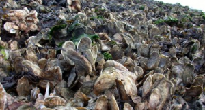 Oysters from the Chesapeake Bay (Photo courtesy VIMS)
