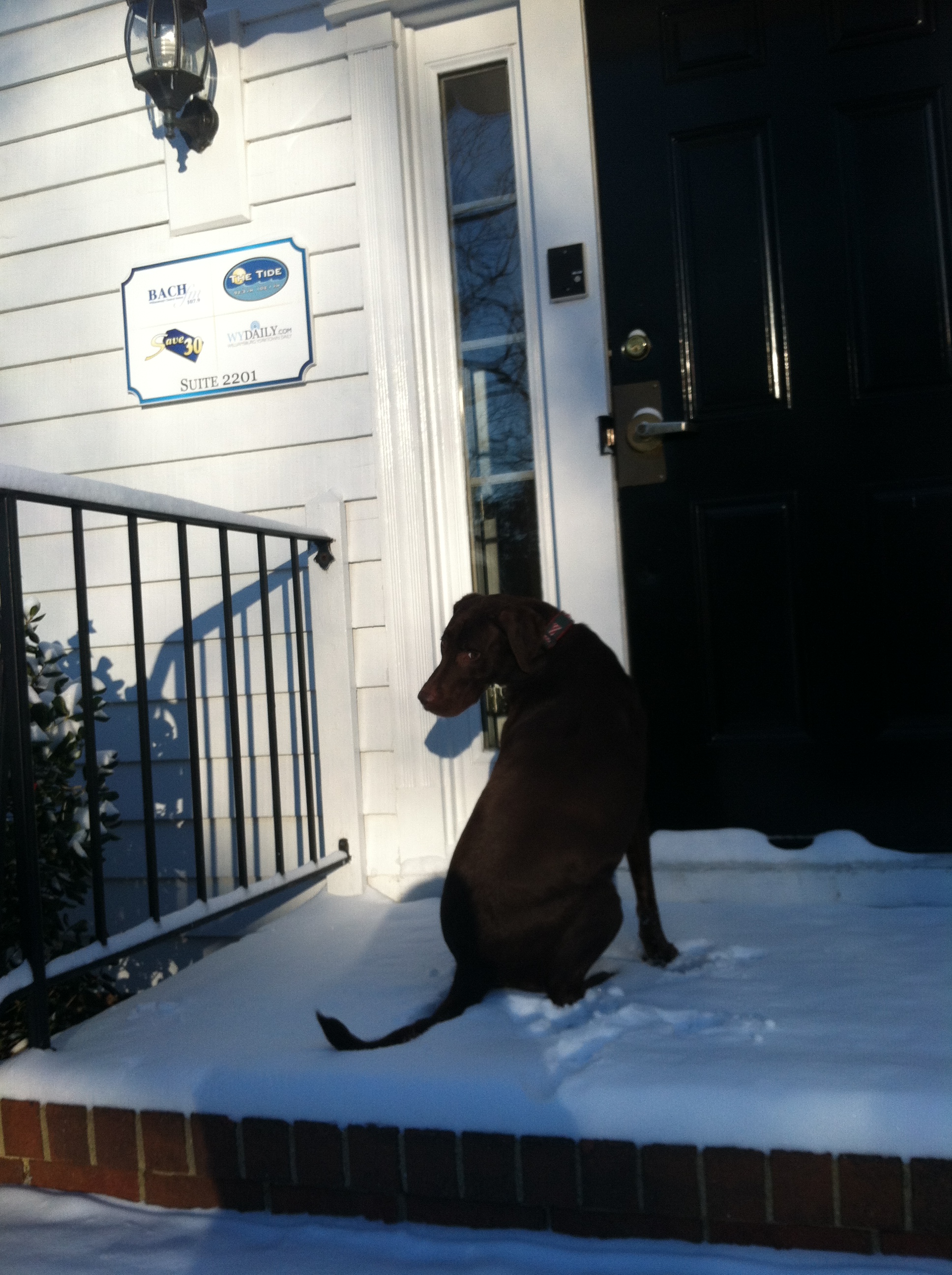 The Tide DJ Amanda Pearl's dog Mousse waits to