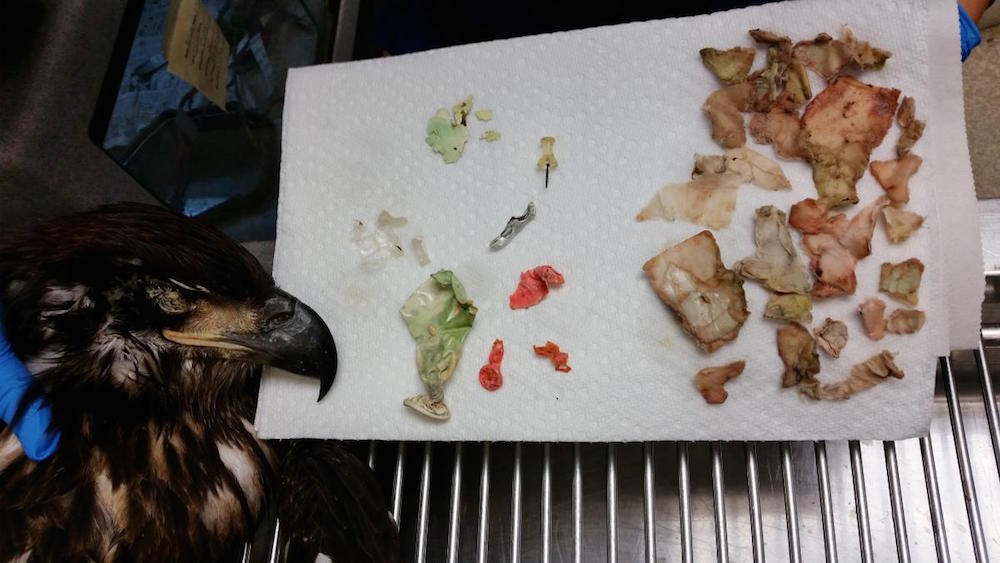 Pictured here is all the trash removed from the eagle upon its autopsy. (Courtesy Wildlife Center of Virginia)