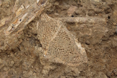 A sturgeon scute is a large bone plate that is commonly found in digs around Jamestown, as sturgeon were a major food source for the first settlers. (Elizabeth Hornsby/WYDaily)
