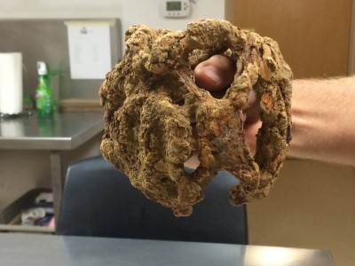 A basket hilt, which would have been used to guard the hand of someone wielding a broadsword, was recently recovered from the cellar. (Elizabeth Hornsby/WYDaily)
