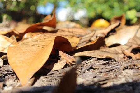 Here is a comprehensive guide to leaf disposal in James City County. (File photo)