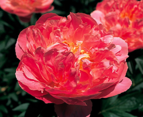 Kids ages 9-18 will have the chance to grow and sell flowers as part of the Chrysanthemum Project. (Submitted Photo)