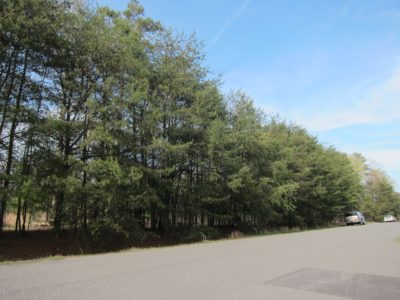 This site on Tewning Road could be the future home of Williamsburg Gymnastics. (Kirsten Petersen/ WYDaily)