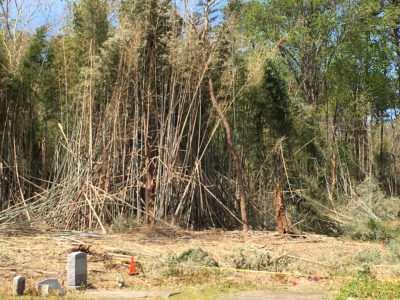 The National Park Service is removing four acres of bamboo on Cook and Goosley roads in Yorktown. (Colin Riddle/WYDaily)