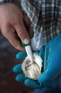 Shucking an oyster