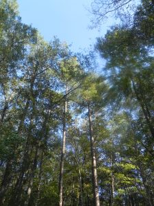 Land donation preserves habitats