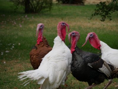 Turkeys in the wild