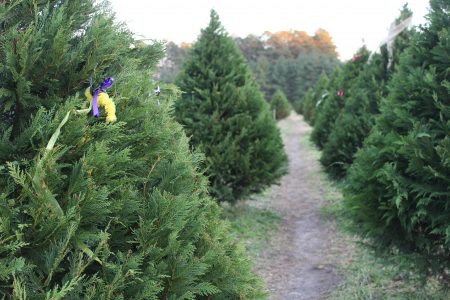 MillFarm Christmas Trees & Berry farm has imported Christmas trees this year after facing a shortage due to drought. (Sarah Fearing/ WYDaily)