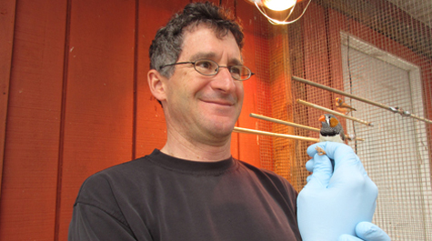 Ornithologist Dan Cristol holds a zebra finch in the university aviary. He studies the effects of mercury on birds in the polluted areas of Virginia’s South River, checking his field studies against controlled observations with captive birds such as this zebra finch. (Joseph McClain/W&M News)