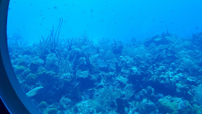 Coral reef as seen through a porthole of Atlantis. (Photo courtesy Ben Swenson)