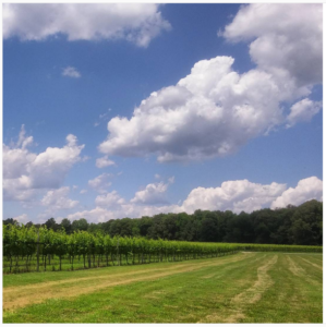 A recent study has shown the economic impact of Virginia’s growing wine industry has increased 82 percent in five years. (Courtesy Williamsburg Winery)