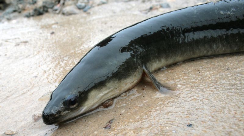 An American eel. (Courtesy of Wikimedia Commons)