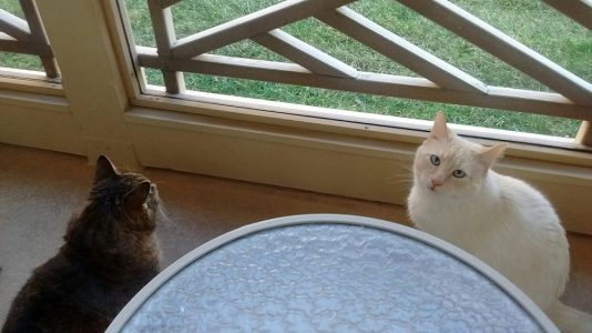 Lauren Baxter's two pet cats, Reina (left) and Simon (right). (Courtesy Lauren Baxter)
