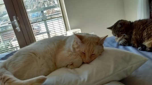 Simon and Reina taking catnaps. (Courtesy Lauren Baxter)