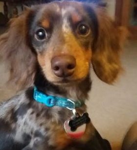 pets milo