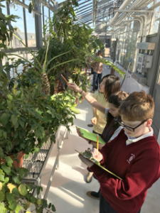 Student volunteer Cecilia Xingyu gives Walsingham students some pointers in a tropical plant scavenger hunt. (Erin Zagursky/W&M News)