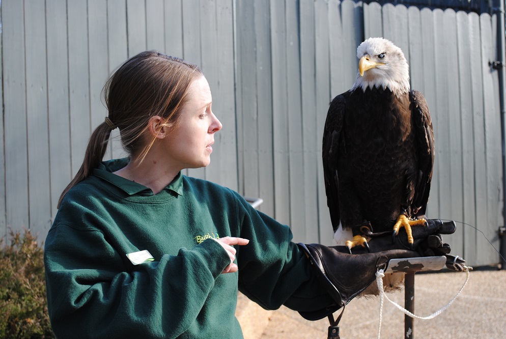 Trainer Jennifer Lafountain holds an eagle named Lincoln at Busch Gardens Williamsburg March 22.