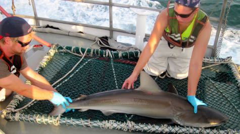 VIMS marine technician Taylor Moore and graduate student Cassidy Peterson handle a dusky shark captured during the VIMS Longline Survey before releasing it back to the water. © VIMS.