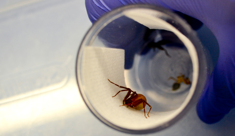 Say hello to Abby: The scientists have given names to all the spiders in their lab. The brown recluse specimens are well secured in individual jars. They’re venomous, but Hannes Schniepp says the danger is overhyped. Photo by Joseph McClain