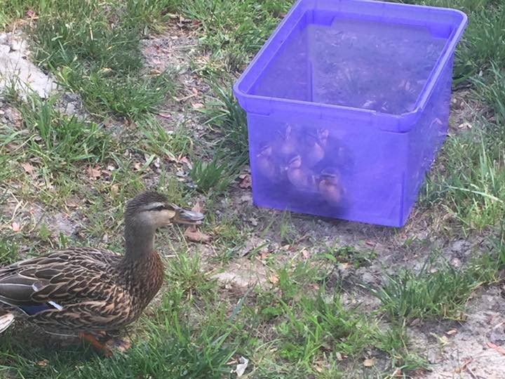 According to a county news release posted on Facebook, local deputies responded to a call Thursday of a mother duck and 10 ducklings struggling to cross Monticello Avenue. (Courtesy JCC Facebook)