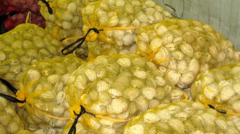 Hard clams ready for market. (Courtesy K. Hudson/VIMS)