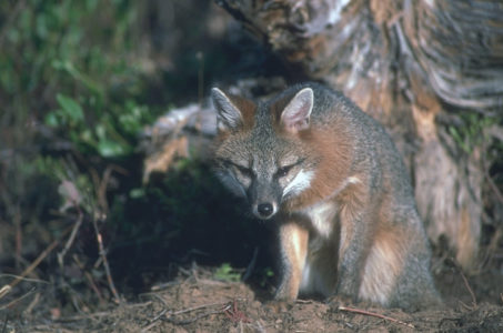 The gray fox (urocyon cinereoargenteus) can be found throughout most of the southern half of North America. (Courtesy California Department of Fish and Wildlife)