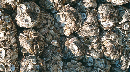 Young oysters prefer to settle on oyster shells like these. (Courtesy C. Rose/VASG)