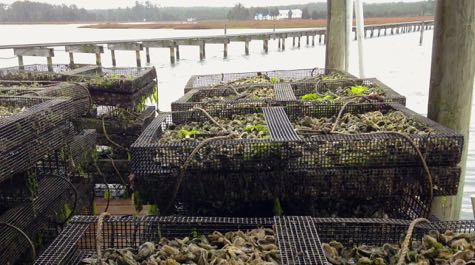 Intensive culture uses cages to protect oysters from predation. (Courtesy K. Hudson/VIMS)