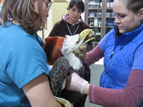 The Wildlife Center of Virginia is where most of the state’s injured bald eagles are taken for rehabilitation. The center took in 38 bald eagles in 2016, 35 in 2015, and 38 in 2014, according to its director of veterinary services Dave McRuer. (Courtesy Wildlife Center of Virginia)