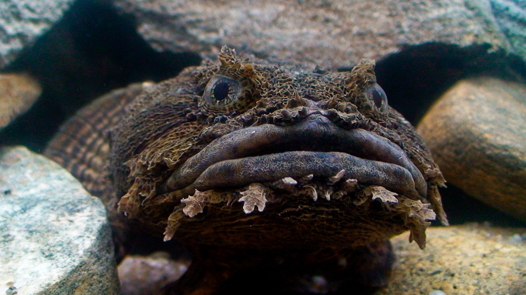 The Chesapeake Bay's Oyster Toadfish has bulging eyes, fleshy ‘whiskers’, and the ability to make noises variously described as grunts, growls, and hums. (Courtesy Erickson Smith)