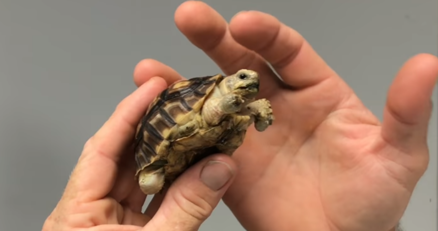 Bump the turtle (Steve Roberts Jr.)