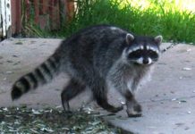 Raccoon in Williamsburg neighborhood tests positive for rabies A raccoon found in Poquoson has tested positive for rabies. (WYDaily/Courtesy National Park Service)
