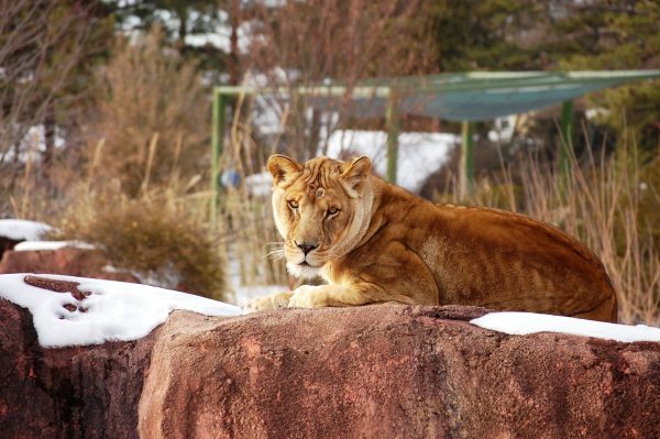 (Courtesy the Virginia Zoo)