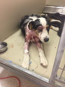 Fenway, shown in the photo at Emergency Animal Services in Yorktown, was brought in with a severe cut over his eye. The dog was covered in mud and had other injuries around his neck and face. (Courtesy of Jason Fox)