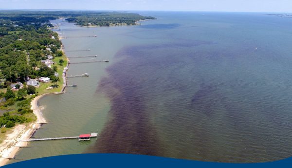 New grant awards and technologies are helping researchers at the Virginia Institute of Marine Science redouble their efforts to better understand and manage potentially harmful algal blooms in Chesapeake Bay and coastal waters around the U.S. (Courtesy VIMS)