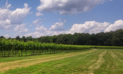 A love of the wine and culinary world led Michael Kimball to Williamsburg Winery, where he’s worked for the past six years to promote the winery as a premier food and wine destination. (Courtesy Williamsburg Winery)