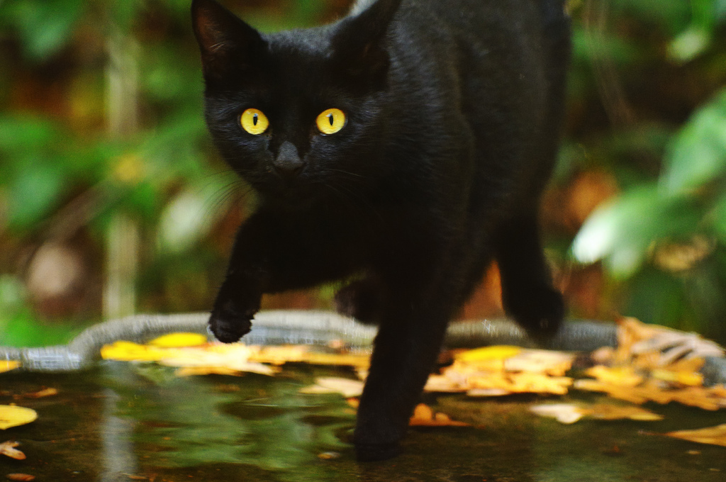 In the Middle Ages, it was thought that witches kept black cats as companions. Some people even believed that cats could turn into witches or demons after seven years. (Courtesy Ralph Daily/Flickr)
