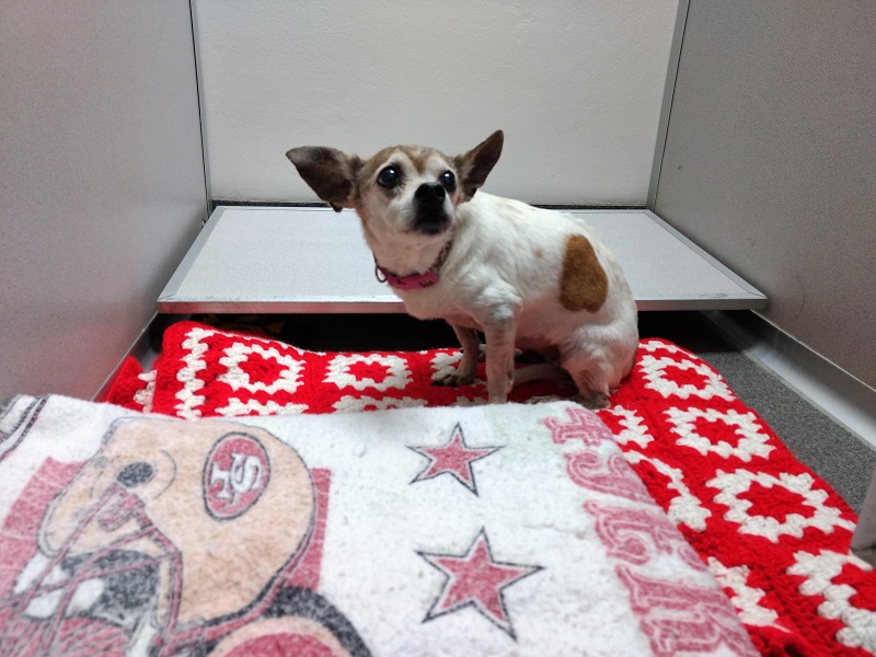 heritage humane society rescues gift cards