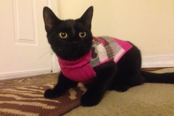 In the Middle Ages, it was thought that witches kept black cats as companions. Some people even believed that cats could turn into witches or demons after seven years. (Adrienne Mayfield/Southside Daily)