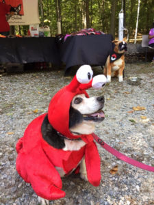 Williamsburg Parks & Recreation will host the 2017 Canine Carnival Saturday at the dog park at Waller Mill Park. (Courtesy Williamsburg Parks & Recreation)