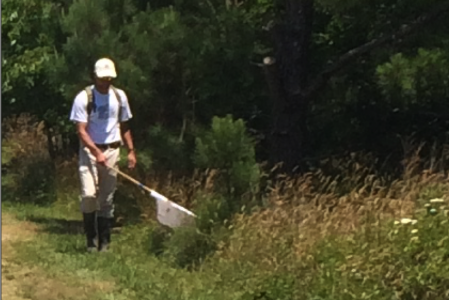 A researcher with the Old Dominion University Tick Team drags a cloth in brush to pick up ticks. (Courtesy Prof. Holly Gaff)