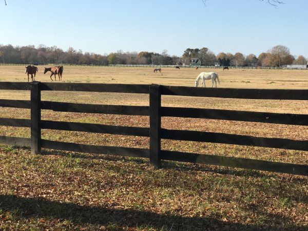 Carlton Farms horse ranch (Steve Roberts, Jr./WYDaily)